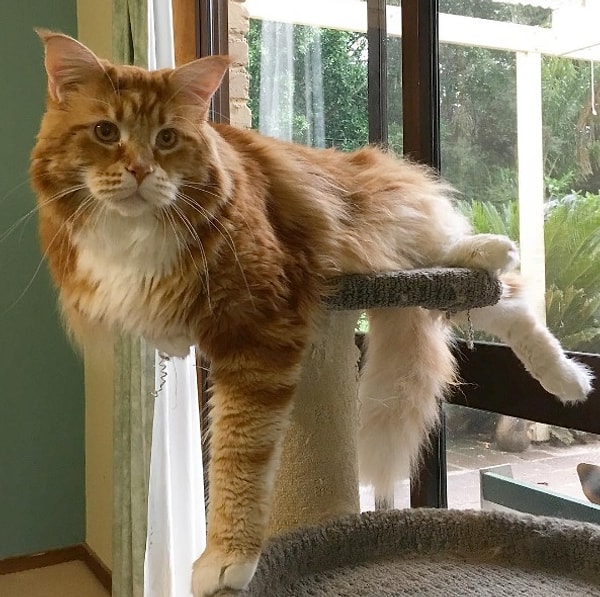 8. Вот только подходящей когтеточки со спальным местом для него не найти