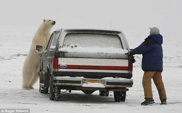 11. Жителям города Черчилл в Канаде запрещено закрывать двери автомобиля