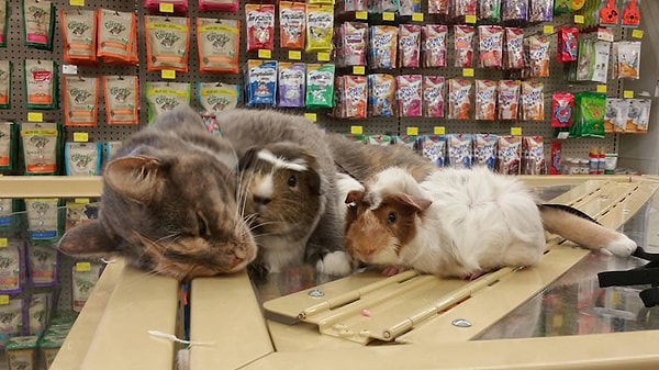 13. А в Швейцарии считается незаконными содержать только одну морскую свинку