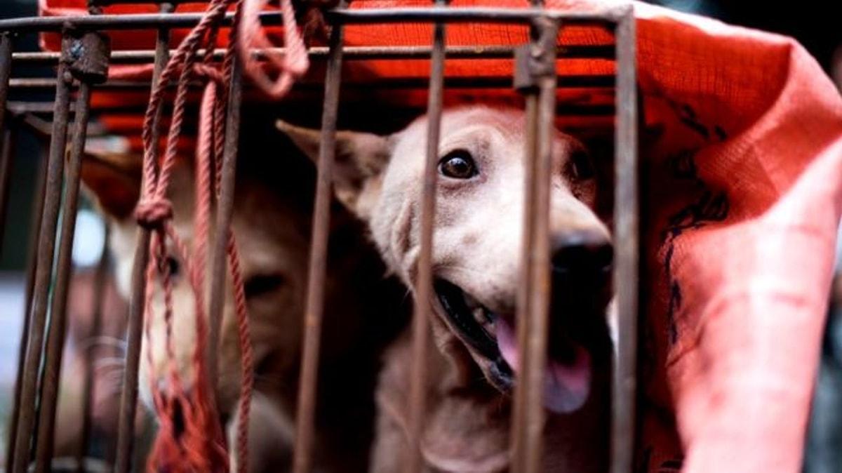 Cin Den Umut Dolu Haber Kotu Sohretli Yulin Festivali Nde Kopek Eti Sonunda Yasaklaniyor