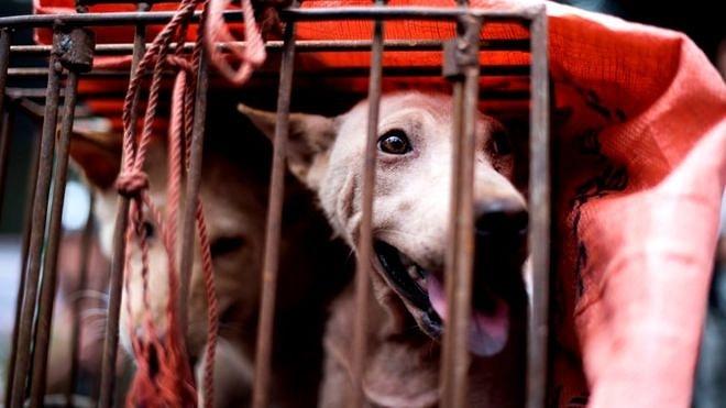 Çin'den Umut Dolu Haber: Kötü Şöhretli Yulin Festivali'nde Köpek Eti Sonunda Yasaklanıyor!