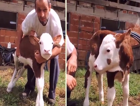 Çoluğuna Çocuğuna Sevgi Gösterir Gibi Buzağısına Sevgiyle Yaklaşan Adamın İç Isıtan Görüntüleri