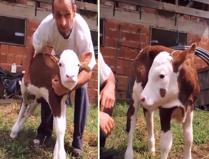 Çoluğuna Çocuğuna Sevgi Gösterir Gibi Buzağısına Sevgiyle Yaklaşan Adamın İç Isıtan Görüntüleri