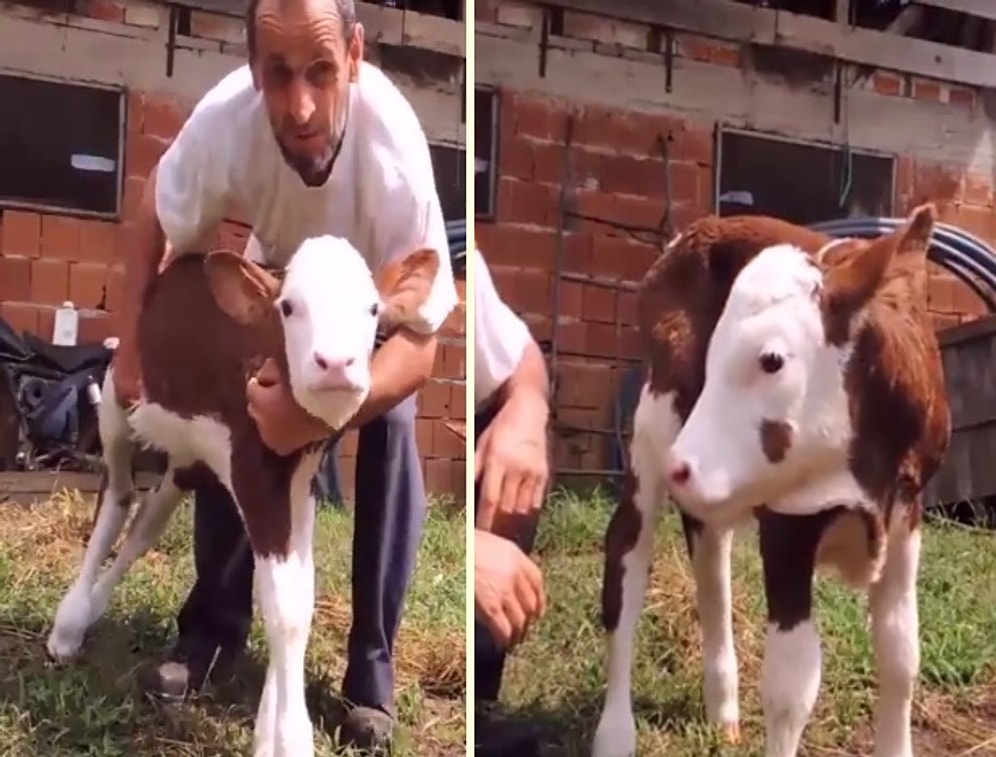 Çoluğuna Çocuğuna Sevgi Gösterir Gibi Buzağısına Sevgiyle Yaklaşan Adamın İç Isıtan Görüntüleri