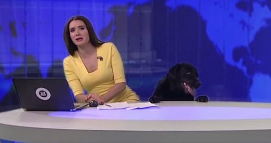 Собака в прямом эфире 😂