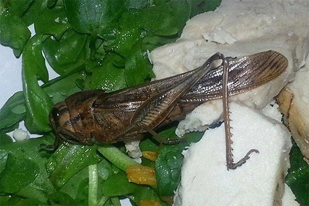 7. Bir diğer salatadan ise bu devasa çekirge çıkmış.