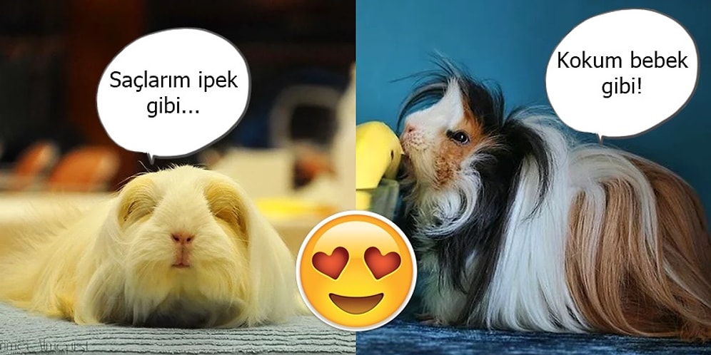 Gine Domuzlarının İnsanları Görür Görmez Kendine Aşık Eden Büyüleyici Saçlarından 27 Kare