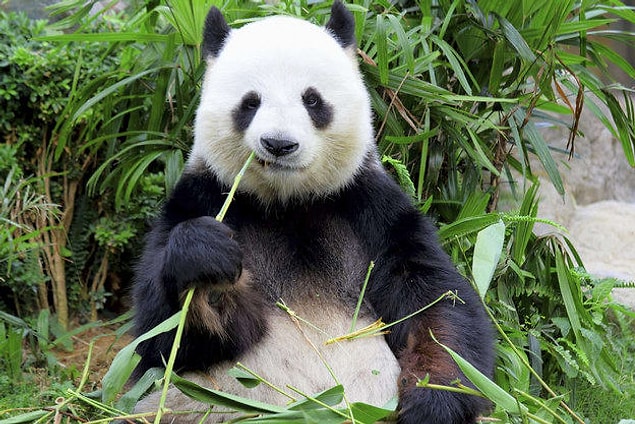 Panda çıktı!