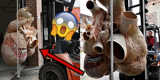 Bütünüyle Korunmayı Başarıp Kanada'da Sergiye Çıkan 270 Kiloluk Mavi Balina Kalbi