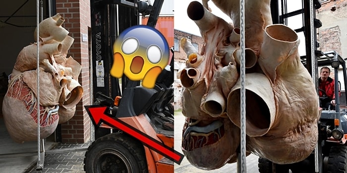 Bütünüyle Korunmayı Başarıp Kanada'da Sergiye Çıkan 270 Kiloluk Mavi Balina Kalbi