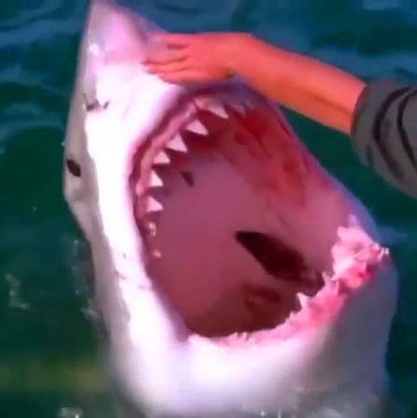 11. Bir de bu köpekbalığının dişlerinin ne kadar sağlam olduğunu ölçmeye kalkan manyak var...