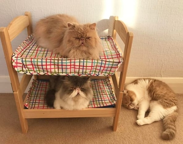 14. Хозяин, построивший двухъярусную кровать для своих кошек