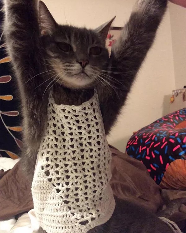 4. Хозяева, которые купили кошке этот чудесный топик!