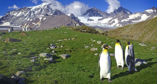 Küresel Isınma Yine Kritik Seviyede! Araştırmalara Göre Antartika Yeşil Alana Dönüşüyor