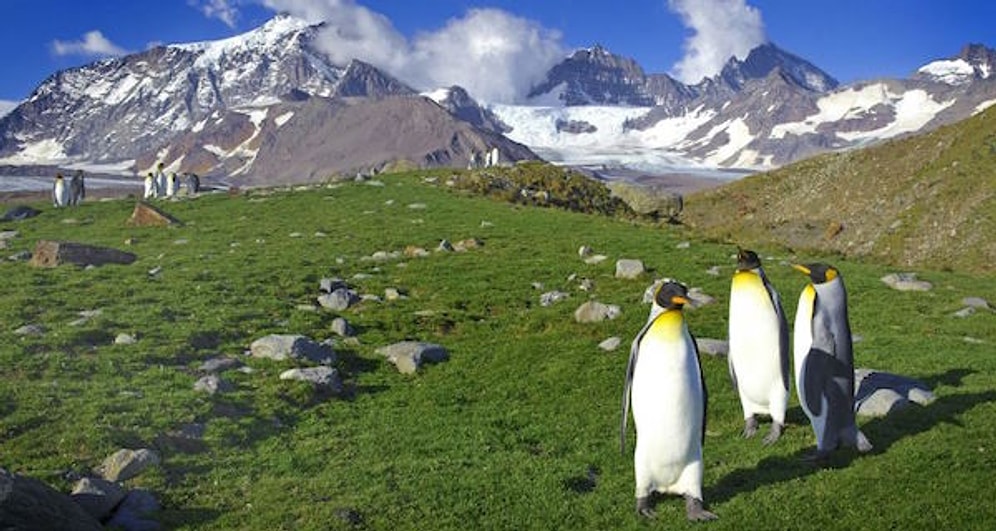 Küresel Isınma Yine Kritik Seviyede! Araştırmalara Göre Antartika Yeşil Alana Dönüşüyor