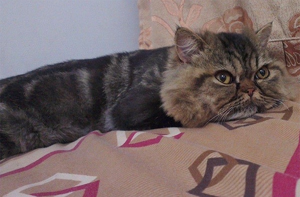 А вот и сам Jin Jin! 😍