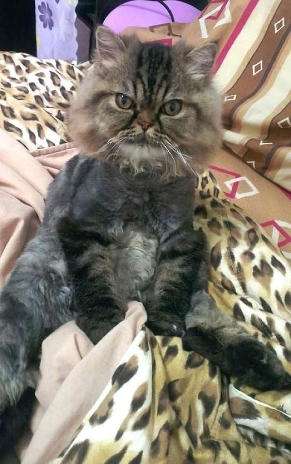 Обычно целью таких походов к грумеру является уменьшение количества линяющей шерсти в доме. Кроме того, животное тоже отдыхает от тяжёлой "шубки".