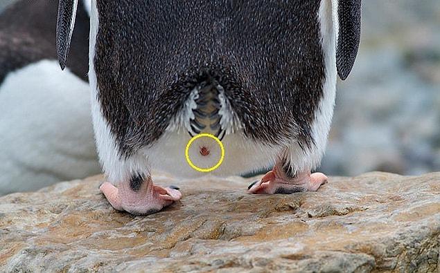 2. Mastürbasyon yapan penguenlerde, kloaklarını bir nesneye ya da bir kayaya sürttüğünü gözlemleyebilirsiniz.