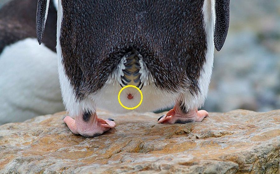 Колени у пингвинов фото