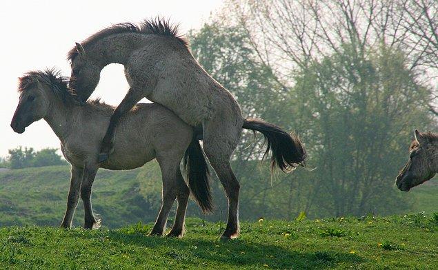 5. Atlarda mastürbasyon çok yaygın görülüyor.