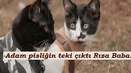 Bu Minnoş Kedi Gifleriyle Anlattığımız Dizileri Tahmin Edebilecek misiniz?