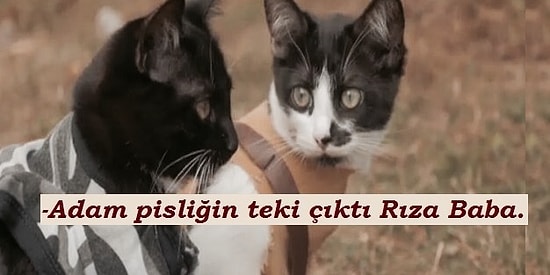 Bu Minnoş Kedi Gifleriyle Anlattığımız Dizileri Tahmin Edebilecek misiniz?