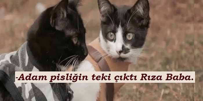 Bu Minnoş Kedi Gifleriyle Anlattığımız Dizileri Tahmin Edebilecek misiniz?