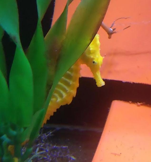 When she picked it up, the girl realized it was a seahorse.