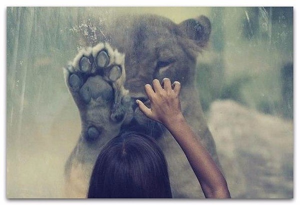 18. Ошибочно думать, что любовь вырастает из длительной дружбы и настойчивого ухаживания. Любовь - это плод духовной близости, и, если близость не возникает через секунду, она не возникнет ни через года, ни через поколения.