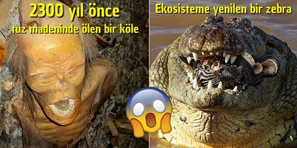 Ekosistemin Korkutucu Yüzüne Tanıklık Ederken Hayretlere Düşeceğiniz 21 Görüntü