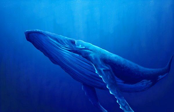 3. Dünyanın en yalnız hayvanı 20 yıla yakın süredir kendine eş arayan bir balina. Doğuştan çok ince olan sesi diğer balinaların onu duymasını engelliyor.