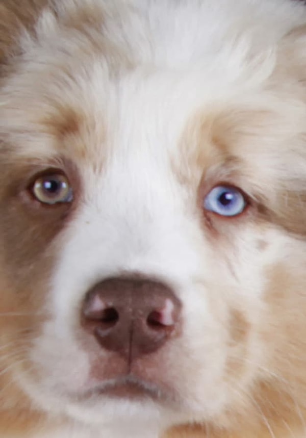 Посмотреть ответ: