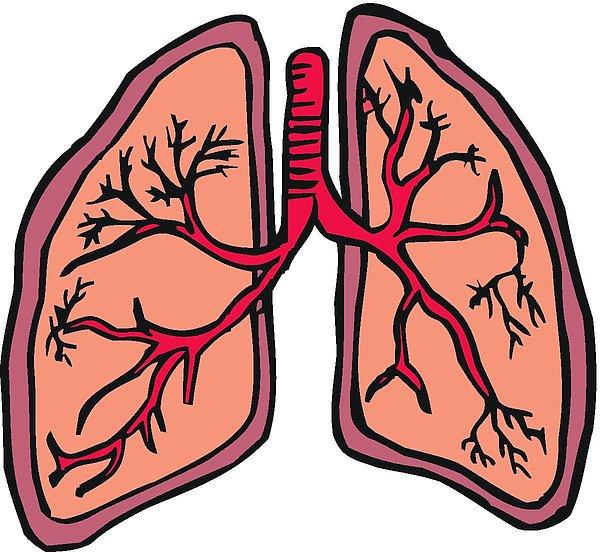 1. Akciğerler sadece solunum yapmazlar.