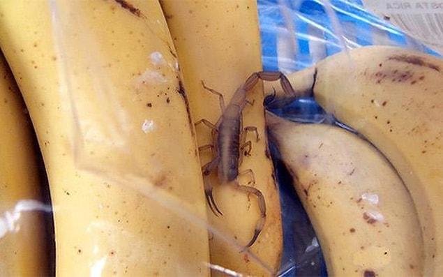 8. This scorpion travelled 5,000 miles from Costa Rica to UK!