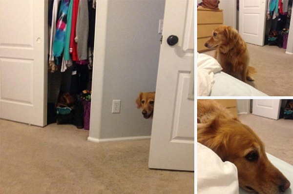 8. "Ей запрещено заходить в спальню, но она думает, что если мы не встречаемся глазами, то это не считается"