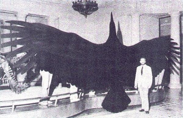 4. Dünyanın en büyük kuşu