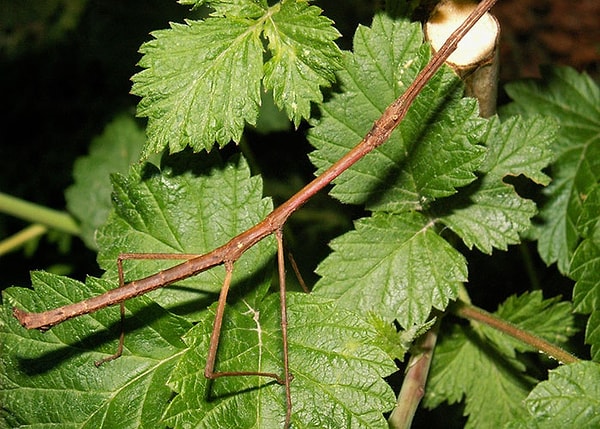 12. Палочник или листовидка