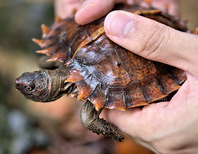 Spiny Turtle
