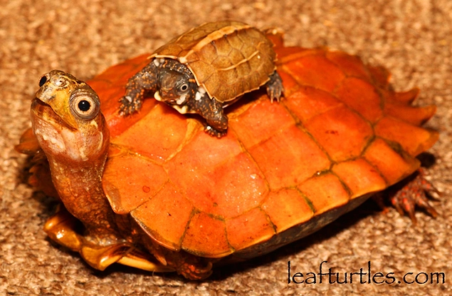 Black-breasted Leaf Turtle