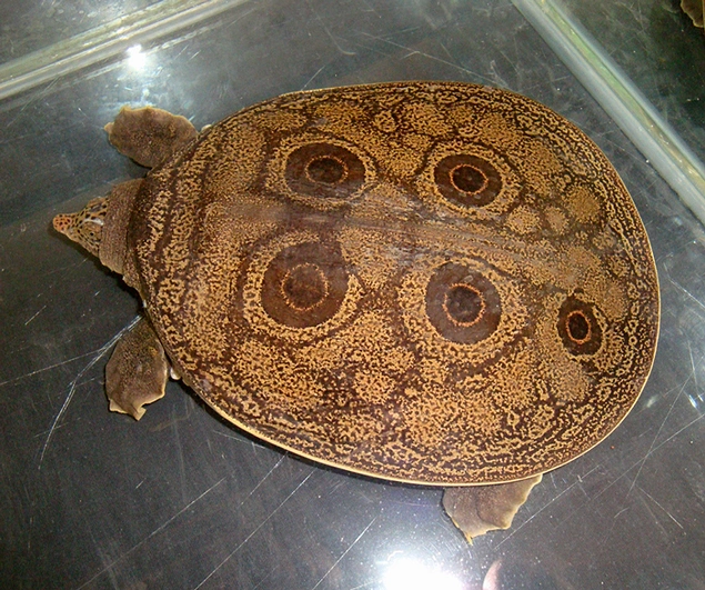 Burmese Peacock Softshell