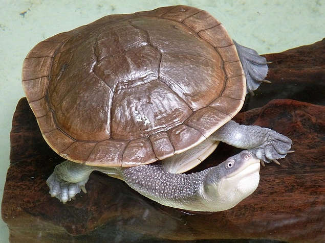 Roti Island Snake-necked Turtle