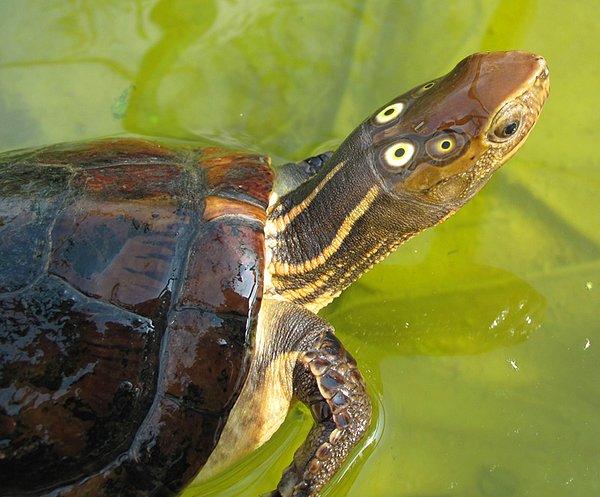 15. Four-eyed Turtle