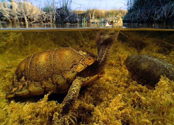 16. Coahuilan Box Turtle