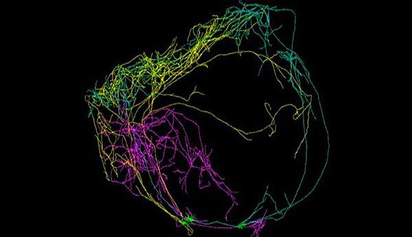 9. Bilim insanları fare beyninin tüm çevresini saran tek ve dev bir nöron buldu.