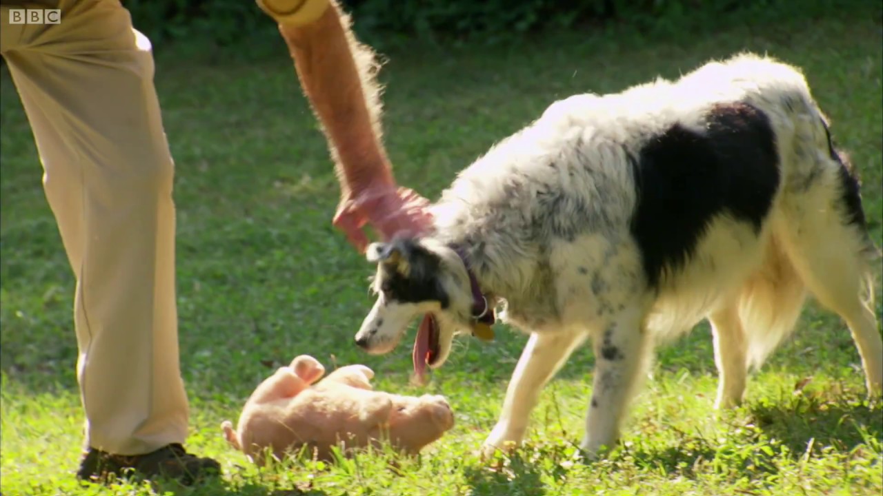 Görüp Görebileceğiniz En Zeki Köpek Olabilir 1022 Kelime Bilen Chaser