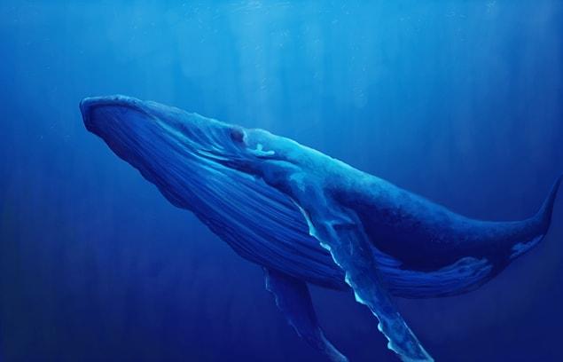 3. The world's loneliest animal is a whale looking for a partner for nearly 20 hears. Its innately thin voice prevents other whales from hearing it.