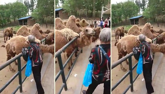 Sevme Bahanesiyle Devenin Tüylerini Çalan Kadın
