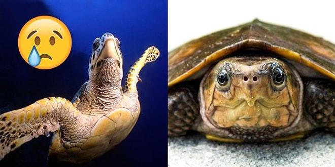 Varlığından Kimsenin Haberi Olmayan Nesli Tehlikede 21 Minnoş Kaplumbağa Türü