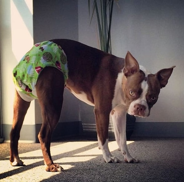 11. Когда это день второй, и вы обдумываете, насколько вы любите это нижнее белье