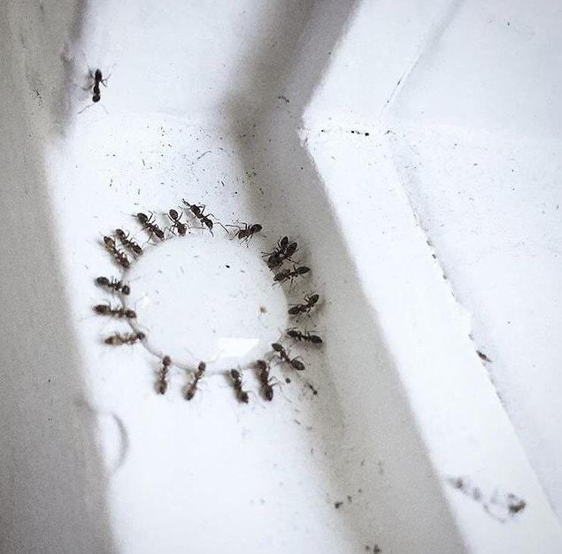 15. Ants gathered around in a circle drinking water from a single drop!